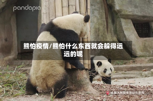 熊怕疫情/熊怕什么东西就会躲得远远的呢-第2张图片