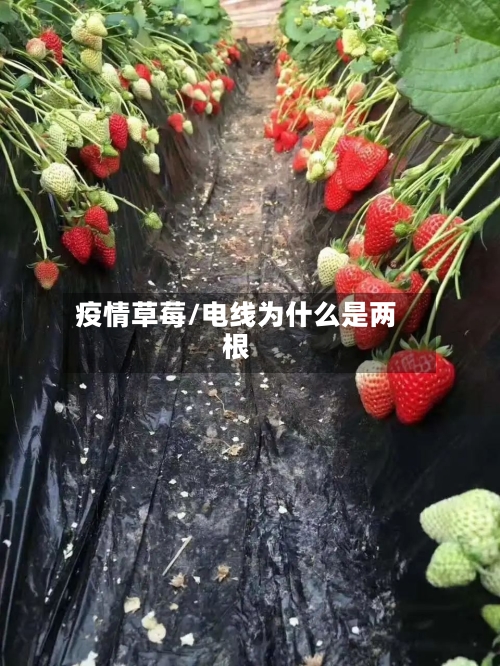 疫情草莓/电线为什么是两根-第2张图片