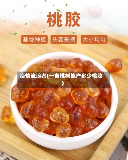 疫情流浪者(一亩桃树能产多少桃胶)