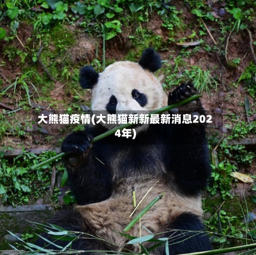 大熊猫疫情(大熊猫新新最新消息2024年)-第3张图片