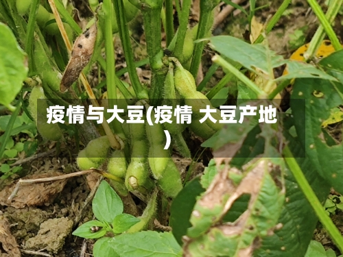 疫情与大豆(疫情 大豆产地)