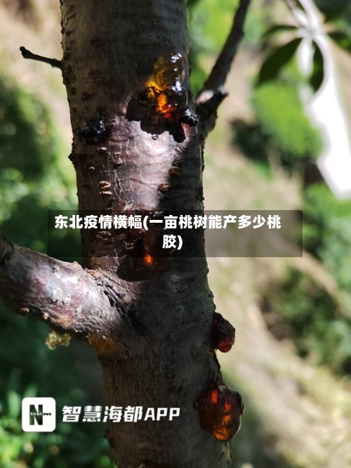 东北疫情横幅(一亩桃树能产多少桃胶)-第3张图片