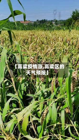 【高粱疫情涨,高粱区的天气预报】-第3张图片