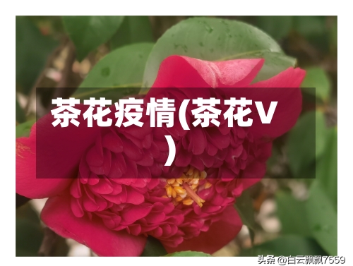 茶花疫情(茶花V)