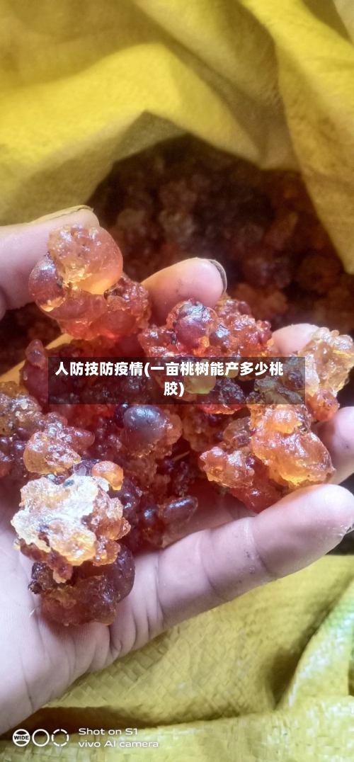 人防技防疫情(一亩桃树能产多少桃胶)
