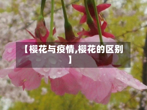 【樱花与疫情,樱花的区别】