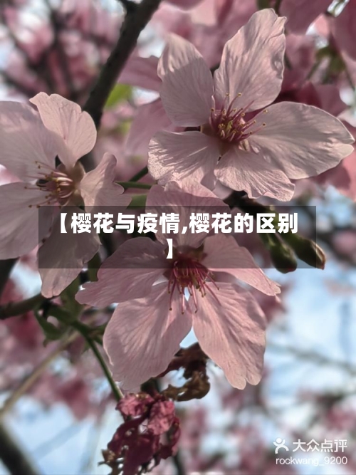 【樱花与疫情,樱花的区别】-第2张图片