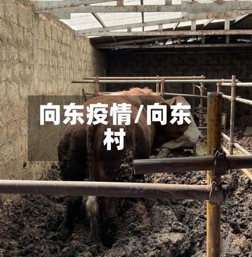 向东疫情/向东村-第3张图片