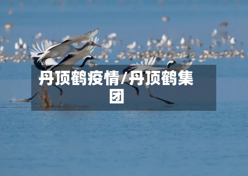 丹顶鹤疫情/丹顶鹤集团