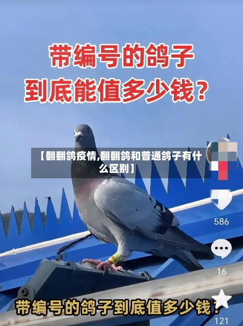 【翻翻鸽疫情,翻翻鸽和普通鸽子有什么区别】