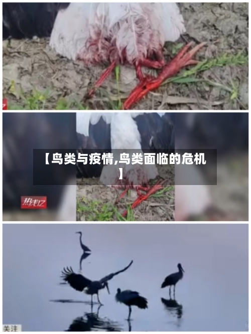 【鸟类与疫情,鸟类面临的危机】-第2张图片