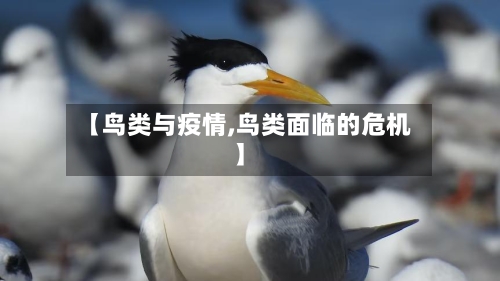 【鸟类与疫情,鸟类面临的危机】-第3张图片