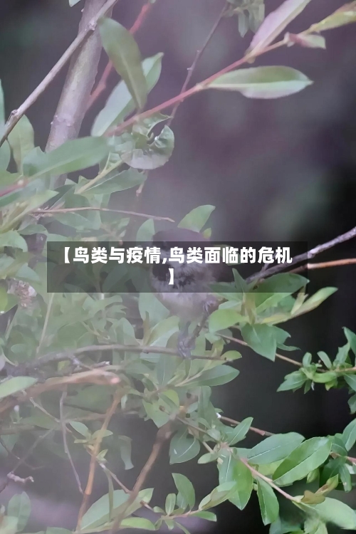 【鸟类与疫情,鸟类面临的危机】