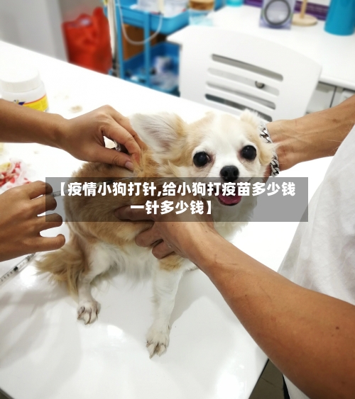 【疫情小狗打针,给小狗打疫苗多少钱一针多少钱】