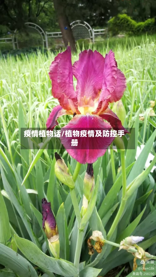 疫情植物话/植物疫情及防控手册