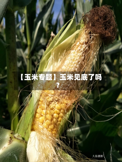 【玉米专题】玉米见底了吗？